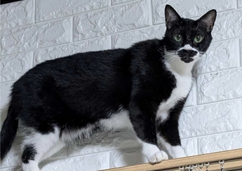 紛失猫R8-8の写真