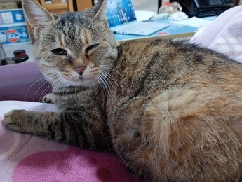 紛失猫R8-4の写真