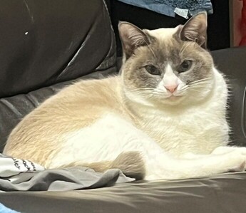 紛失猫R8-9の写真