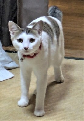 紛失猫R8-13の写真