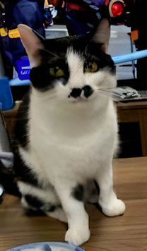 紛失猫R8-14の写真