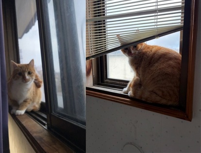 紛失猫R7-41の写真