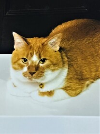 紛失猫R7-8の写真