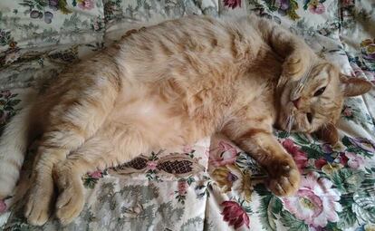 紛失猫R8-10の写真