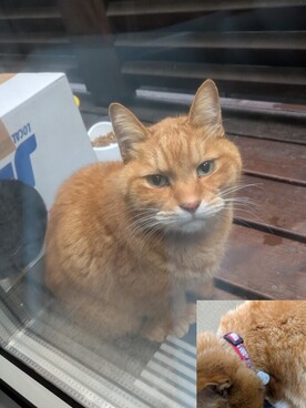 猫R8-1の写真