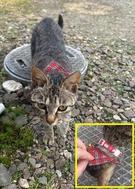 保護猫R8-5の写真