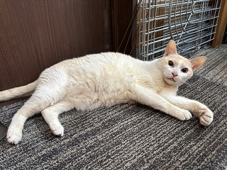 R7-2猫の写真