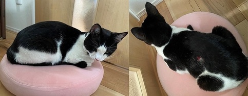 猫R8-4の写真