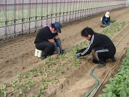 写真:ちんげんさい定植作業2