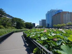 大手門の堀ハス