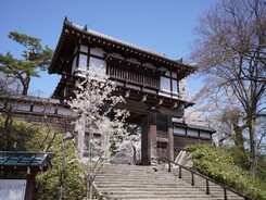 写真：表門（一の門）の桜