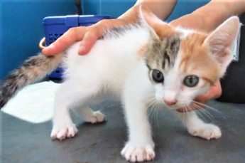 猫の写真：R7-9