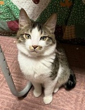 猫の写真：R7-17