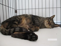 猫F089の写真