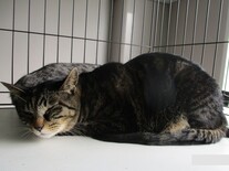猫F091の写真