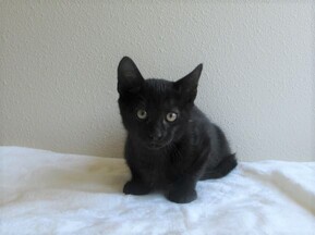 猫F094の写真