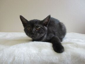 猫F095の写真