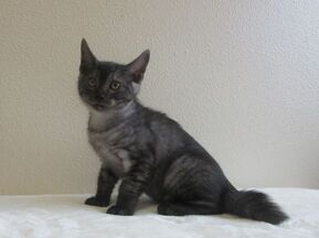 猫F096の写真