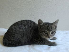 猫F097の写真