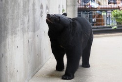 画像:ツキノワグマ