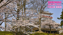写真：千秋公園の桜