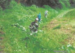 写真：草刈り
