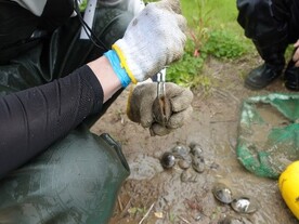 タナゴ類二枚貝産卵調査（8）二枚貝を開いて産卵状況を確認