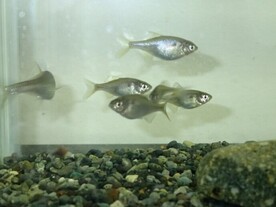 ゼニタナゴ水槽飼育