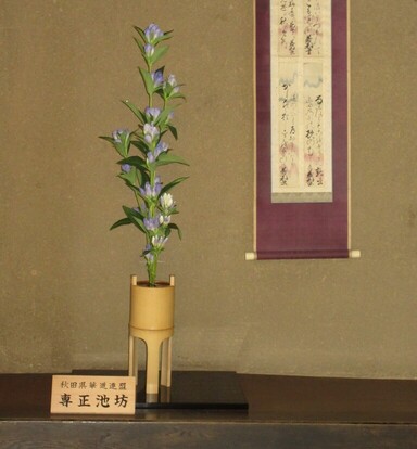 hanacyoudu