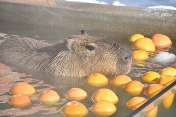 画像：カピバラの湯っこ