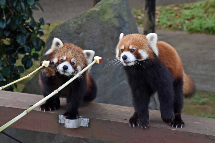 写真:レッサーパンダのエサやり体験