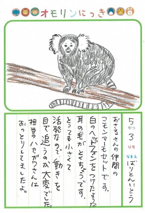 画像：5月のにっき（コモンマーモセット）
