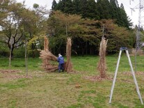 【写真】差し茅準備の様子