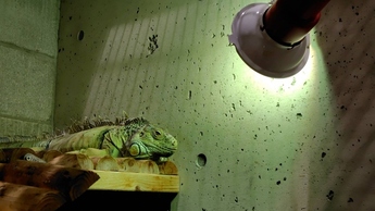 写真：バスキングライトとイグアナ