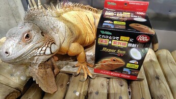 写真：バスキングライトとイグアナ