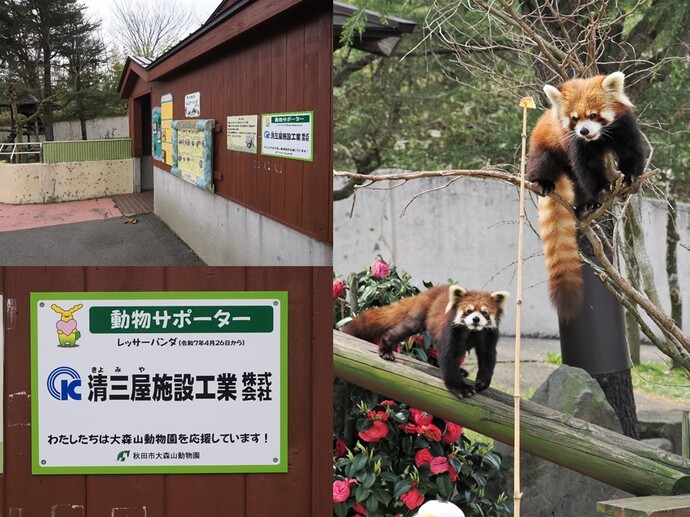 レッサーパンダ