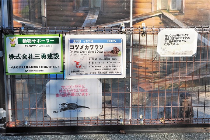 コツメカワウソ