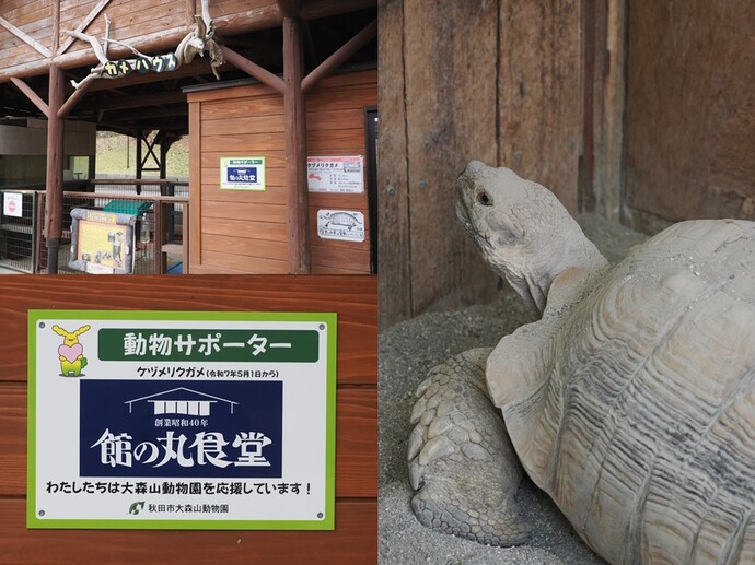 ケヅメリクガメ