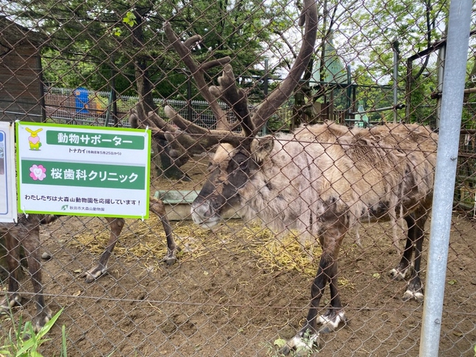 トナカイ