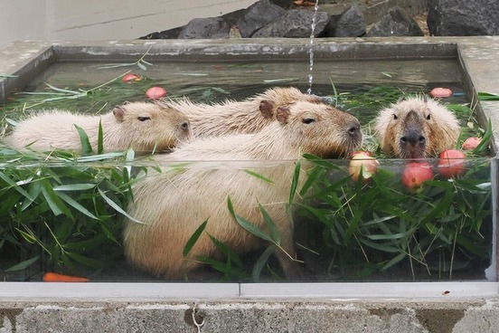 写真：カピバラの湯っこ