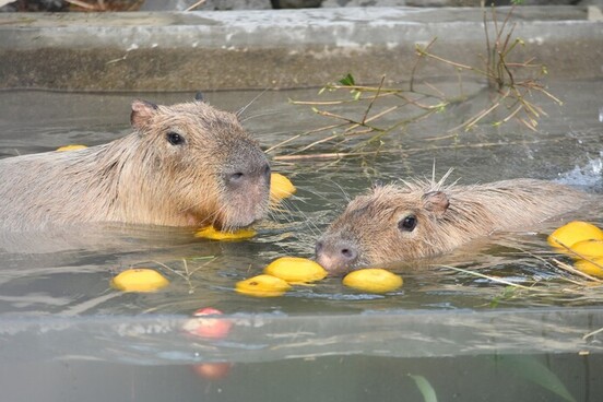 写真:カピバラの湯っこ