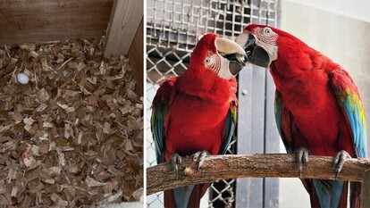 写真：ベニコンゴウインコ