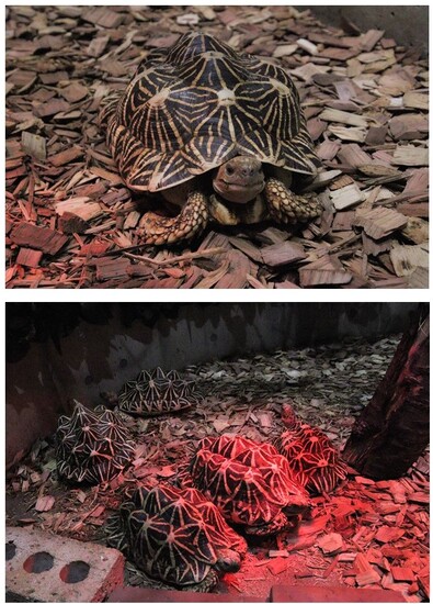 写真：インドホシガメ