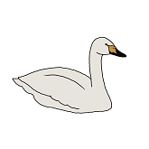 ハクチョウカラー