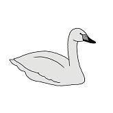 ハクチョウモノクロ