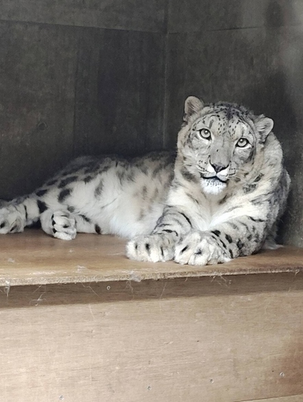 写真：ユキヒョウのアサヒ