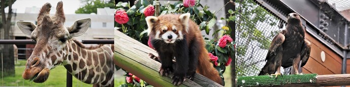 イメージ画像（キリン、レッサーパンダ、ニホンイヌワシ）