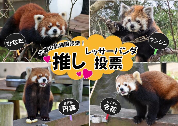 画像：推し投票