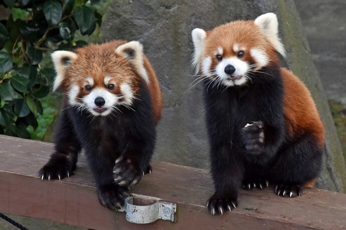 画像：レッサーパンダ1
