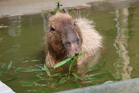 画像：カピバラのコムギ